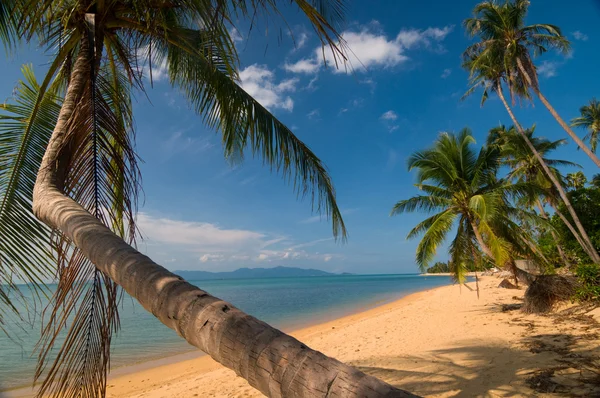 Ideal beach