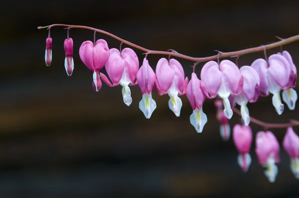 Bleeding heart