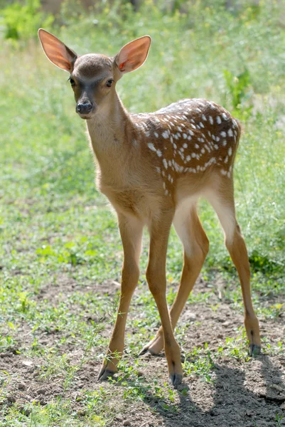 Vacker fawn — Stockfoto