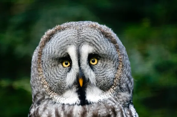 Head of siberian gray owl — Stock Photo, Image