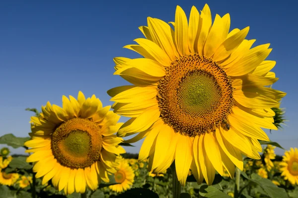 Girasoli — Foto Stock