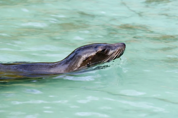 Κολυμπώ φώκιας μαλλιά — Φωτογραφία Αρχείου