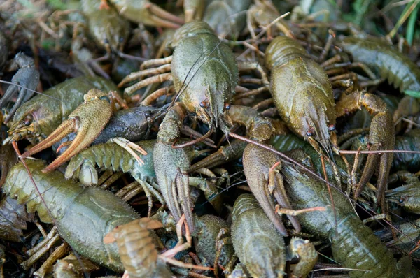 Crawfishes Stock Photo