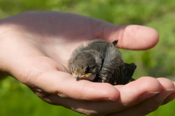 Nestling of bank swallow Stock Picture