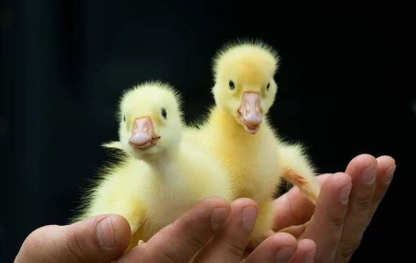 Feio DUckling — Fotografia de Stock