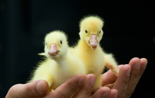 Ugly duckling Stock Picture