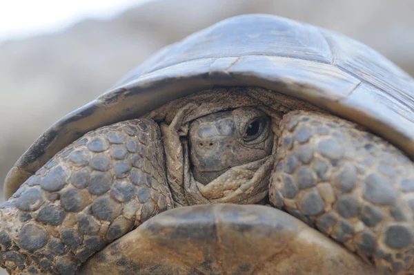 Tortuga — Foto de Stock