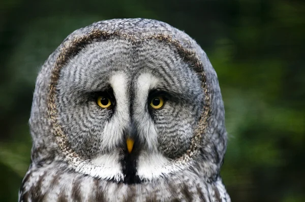 Siberian gray owl — Stock Photo, Image