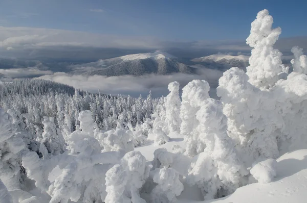 Wintermärchen — Stockfoto