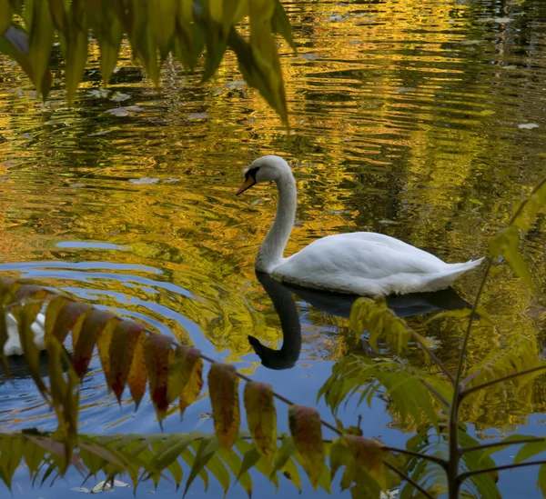 Лебедь на золотом озере — стоковое фото