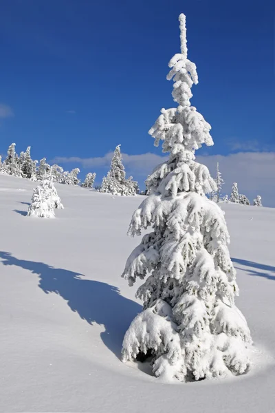 Abete sotto la neve — Foto Stock