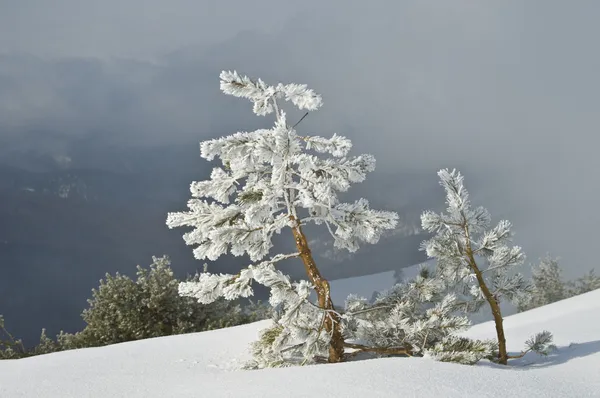 Frost ağaçlar — Stok fotoğraf