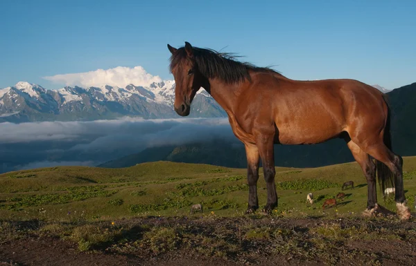 Horse in the high mountains — Stock Photo, Image