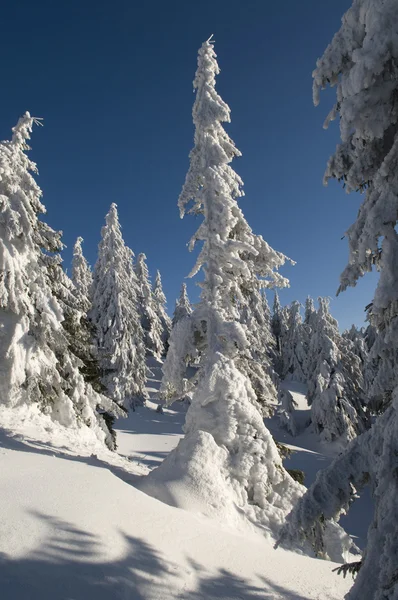 Bosque de invierno —  Fotos de Stock