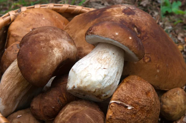 许多蘑菇 — 图库照片
