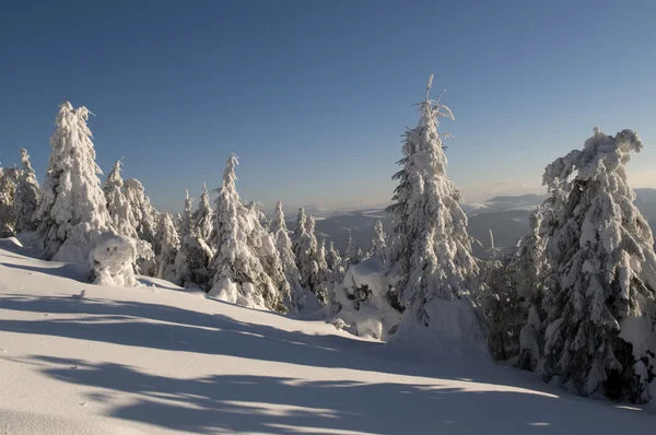 Berg, skog, snö — Stockfoto