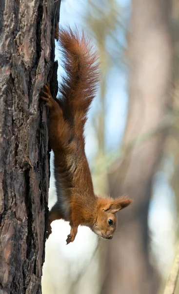 Scoiattolo rosso — Foto Stock