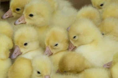 birçok ördek yavrusu