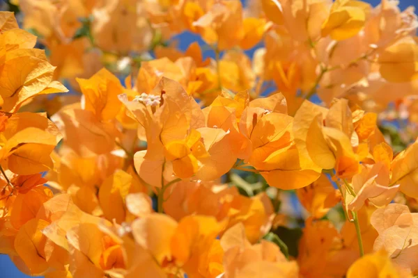 Fond de fleur - bougainvilliers orange — Photo
