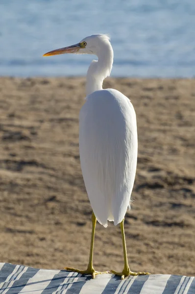 Airone sulla spiaggia — Foto Stock