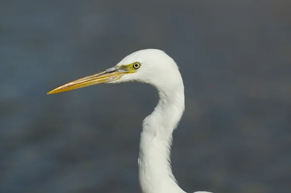 Heron - close-up — Stock Photo, Image