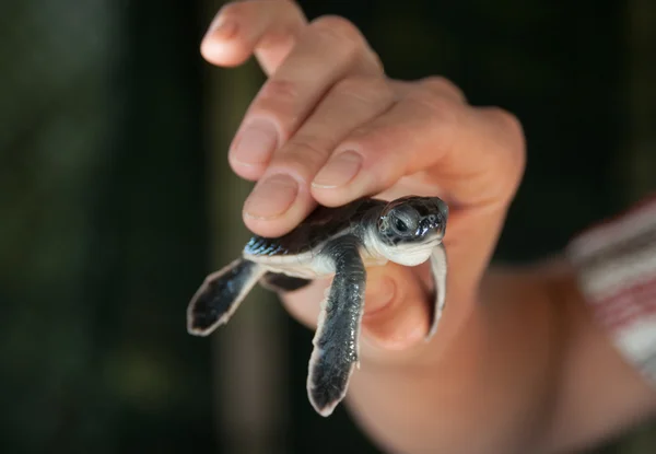 Turtlet — Zdjęcie stockowe