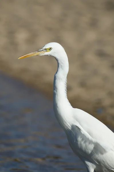 Great Egret — Stock Photo, Image