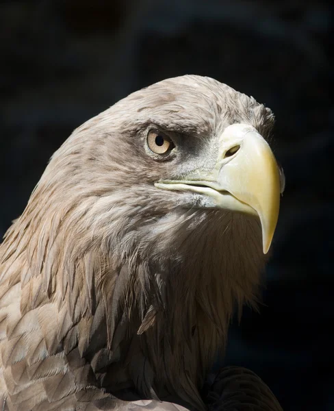 Eagle — Stock Photo, Image