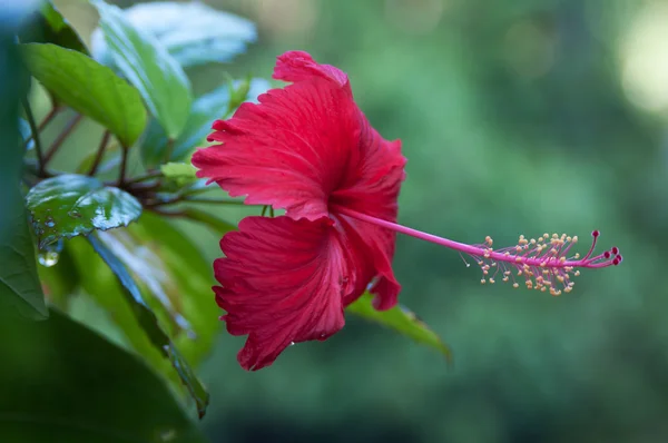 Red Hibiscus