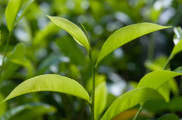 Tea Crop — Stock Photo, Image