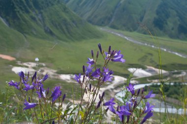kır çiçeği Campanula