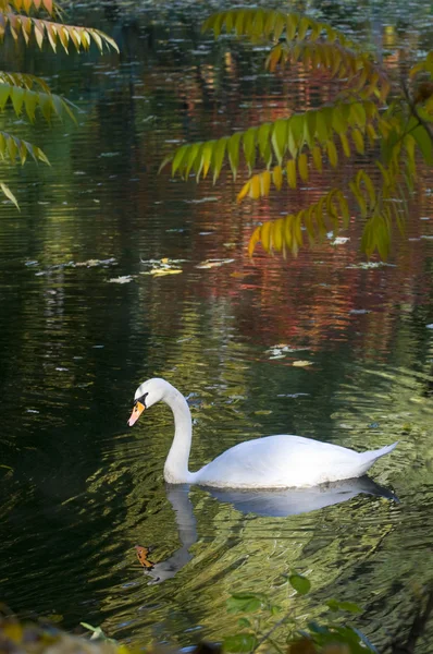 Herbstlandschaft mit Schwan — Stockfoto