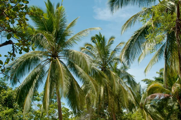 Tittar upp på palm — Stockfoto