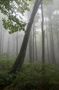 sonra yağmur ormanı