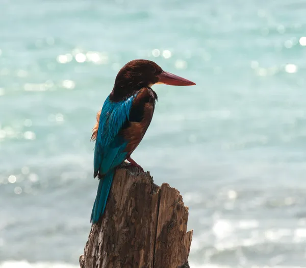 Kingfisher on the stick — Stock Photo, Image