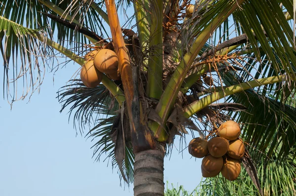 Cocos colgando de la palmera — Foto de Stock