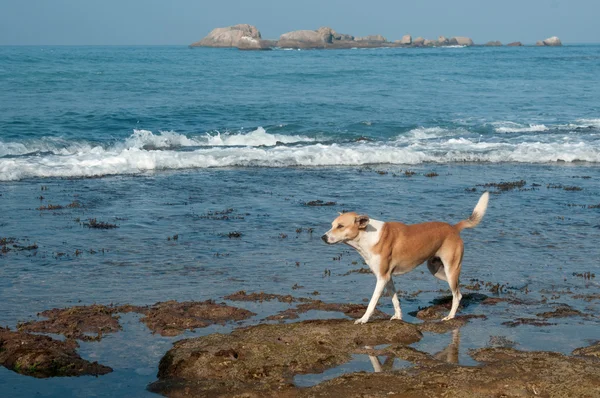 Cão que vive perto do oceano — Fotografia de Stock