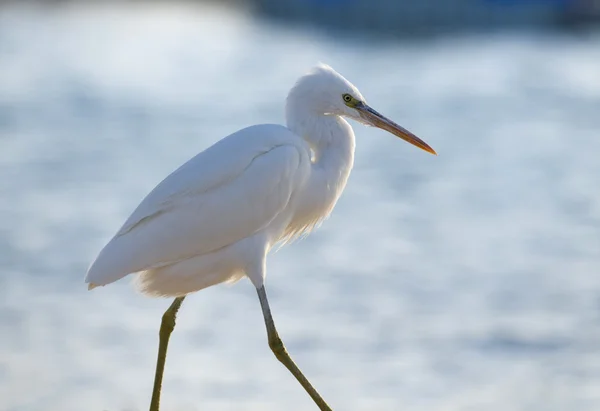 Walking egret — Stock Photo, Image