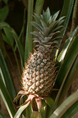 Ananas.