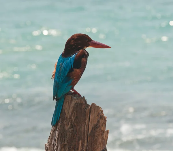 Sri lanka Beyaz boğazlı kingfisher — Stok fotoğraf