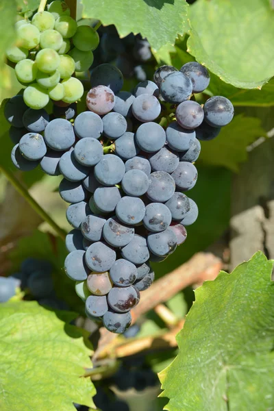 Uvas roxas — Fotografia de Stock