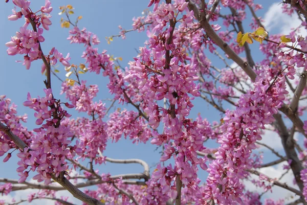 Judas ou RedBud Tree — Fotografia de Stock