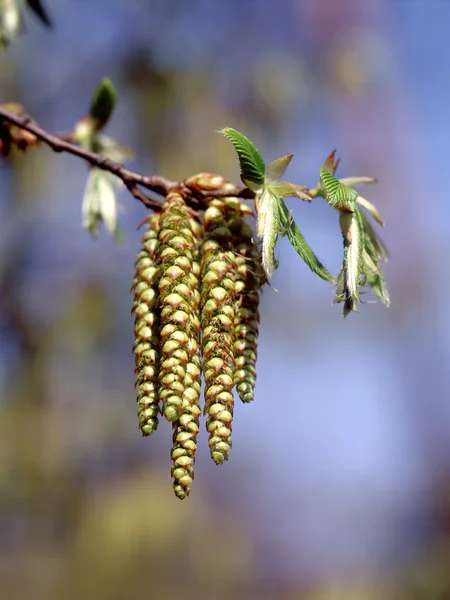 Frühling - Haselkätzchen — Stockfoto