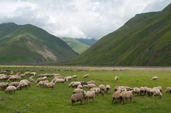 Sheeps in mountains — Stock Photo, Image