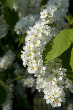 Hackberry çiçekler