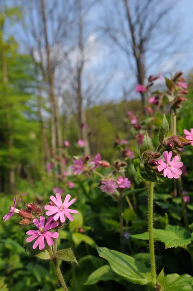 Červený campion — Stock fotografie