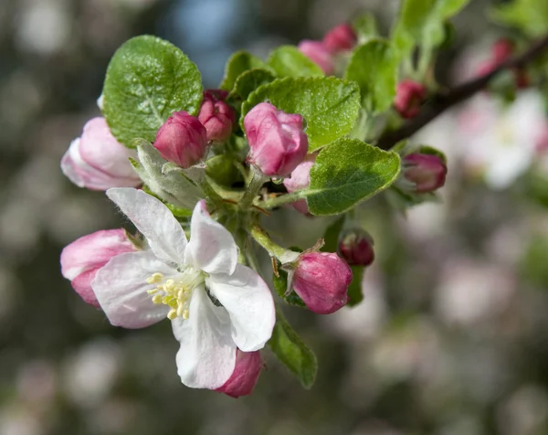  elma ağacı çiçek