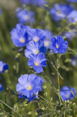Mavi keten bloom