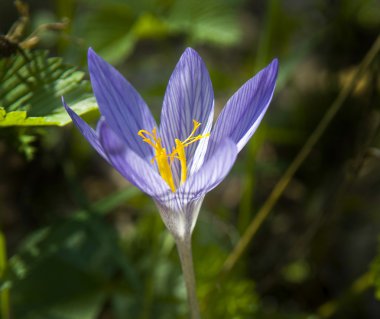 Mor yeşil arka planı Çiğdem
