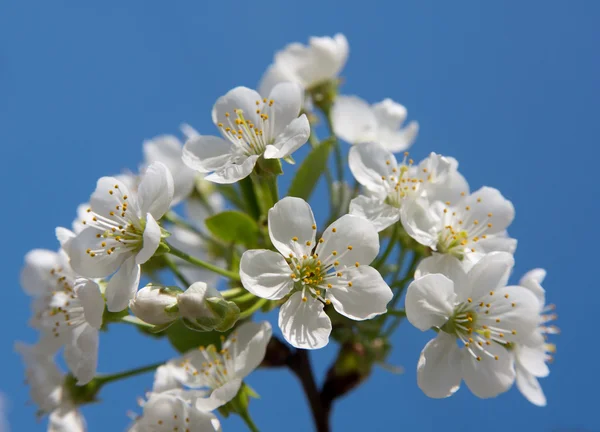 Flor de cerezo — Foto de Stock